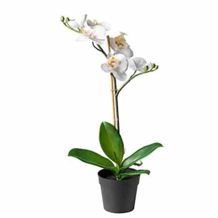 orchidea IKEA